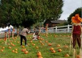 Family in pumpkin patch at Kelsey Creek Farm