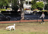 Jia Lu shadows her dog Krystoff at the Wildwood Park off-leash area.